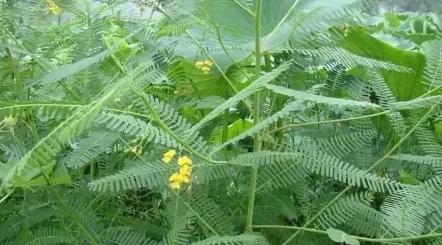 绿肥种子田菁：沿海滩涂、盐碱地、干旱贫瘠地的先锋植物