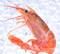 阿根廷红虾怎么做好吃家常,阿根廷红虾为什么便宜图10