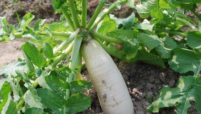 小小的萝卜菜怎么做图7