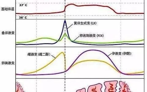 排卵后要不要吃黄体酮