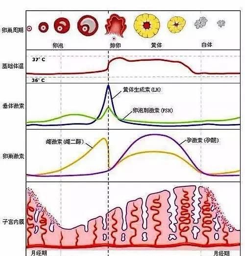 排卵后要不要吃黄体酮图1