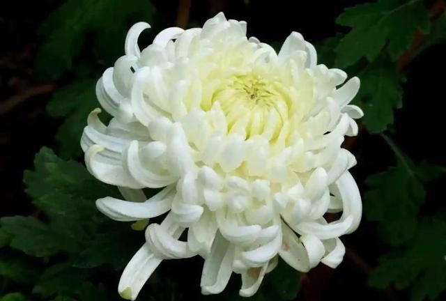 白菊花和黄菊花有什么不同？