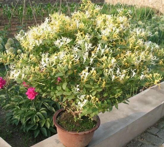 8种花“作用大”，香气满屋能泡茶，你养着花漂亮，花养着你健康