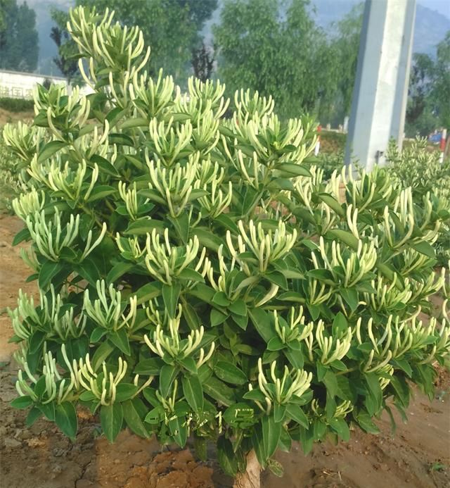8种花“作用大”，香气满屋能泡茶，你养着花漂亮，花养着你健康