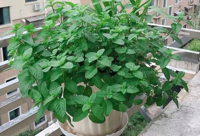 8种花“作用大”，香气满屋能泡茶，你养着花漂亮，花养着你健康
