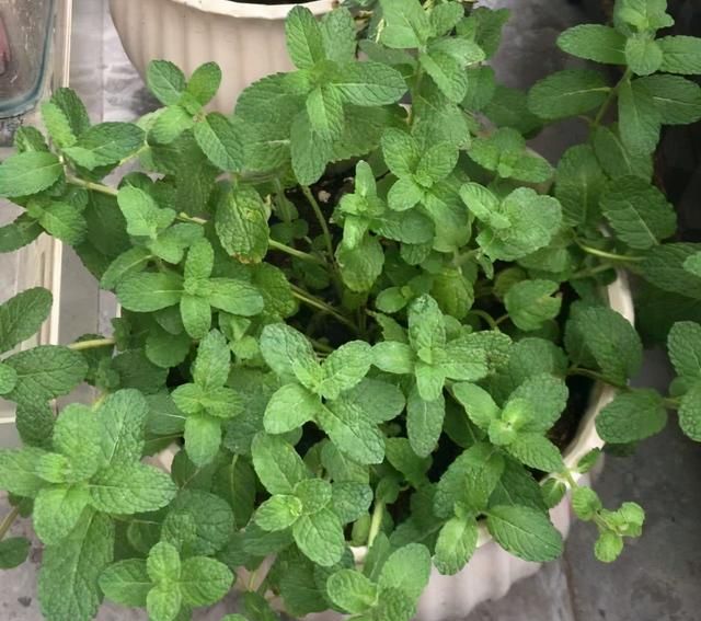 8种花“作用大”，香气满屋能泡茶，你养着花漂亮，花养着你健康
