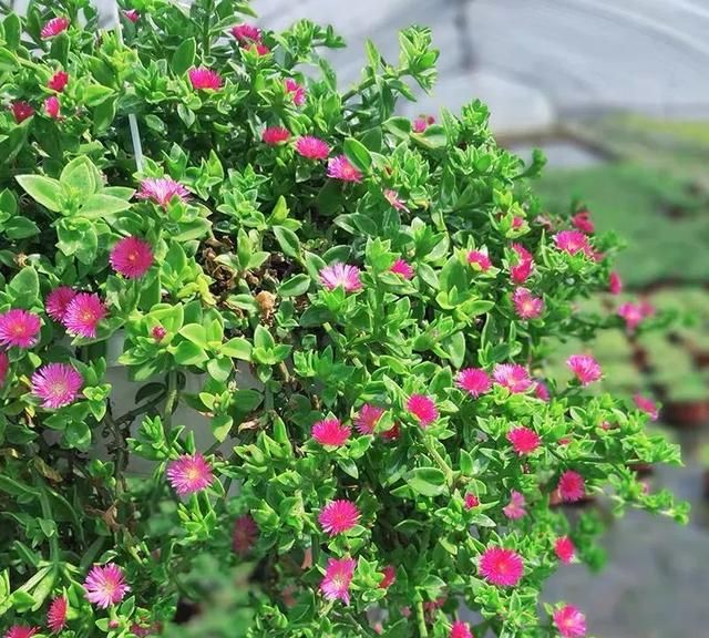 8种花“作用大”，香气满屋能泡茶，你养着花漂亮，花养着你健康