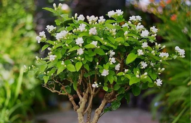 8种花“作用大”，香气满屋能泡茶，你养着花漂亮，花养着你健康
