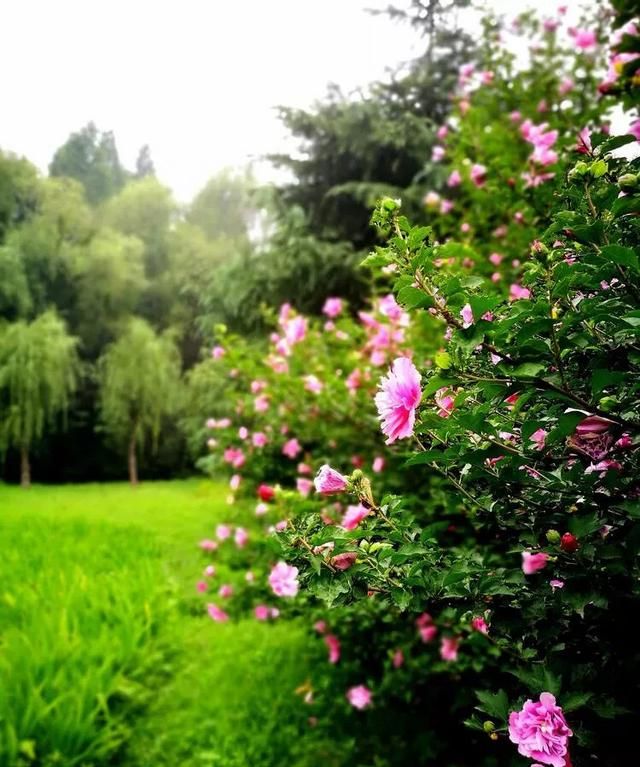 木芙蓉花,平常养护需要做到哪些方面图1