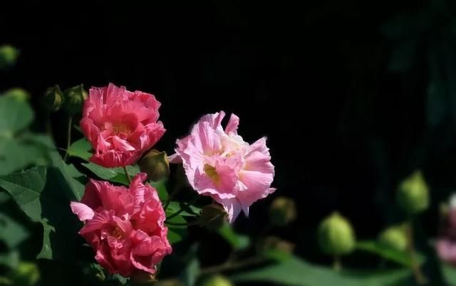 木芙蓉花,平常养护需要做到哪些方面图5