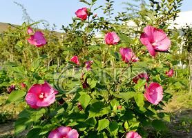 木芙蓉花,平常养护需要做到哪些方面图7