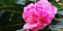 木芙蓉花,平常养护需要做到哪些方面图8