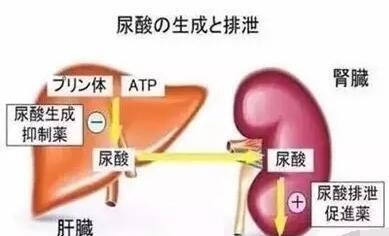 非布司他片治什么病图4