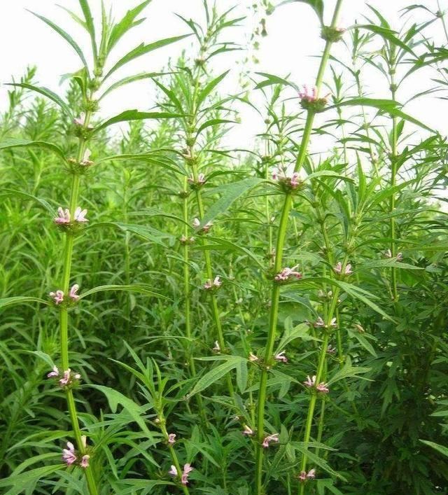一味中药，就能反映你对母亲的特殊关爱