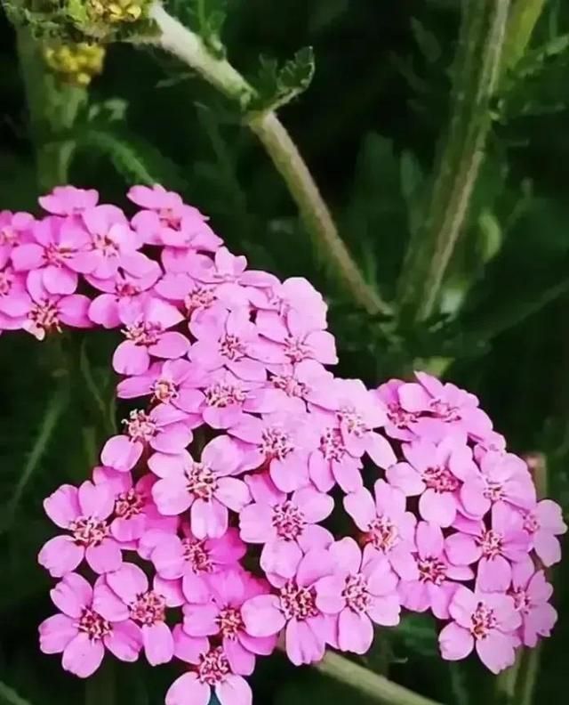 长在荒山阡陌的小草，花开娇柔清丽，还能入药，您认得不？（六）