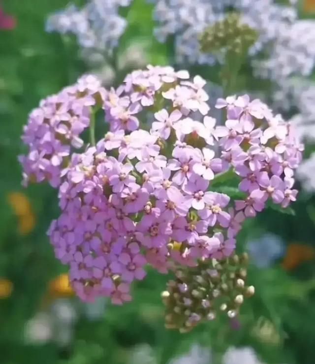 长在荒山阡陌的小草，花开娇柔清丽，还能入药，您认得不？（六）