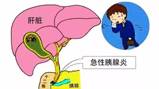 胆的作用是什么,胆的功能作用图1