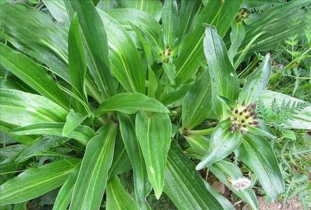 中药材秦艽的种植技术(秦艽如何种植)图1