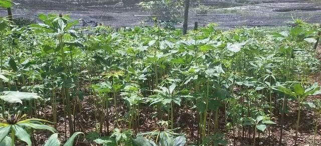 中药材秦艽的种植技术(秦艽如何种植)图7