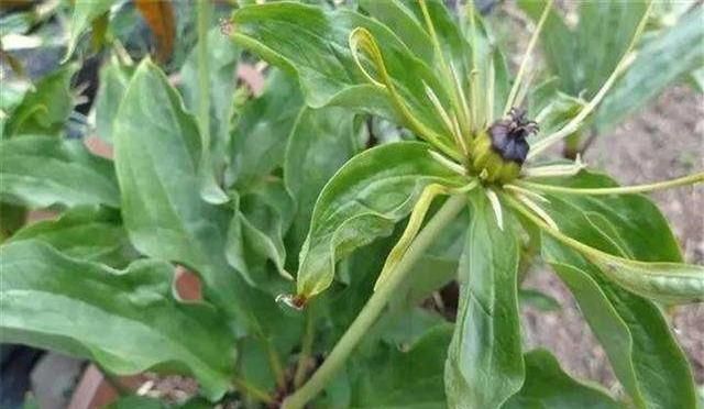 中药材秦艽的种植技术(秦艽如何种植)图10