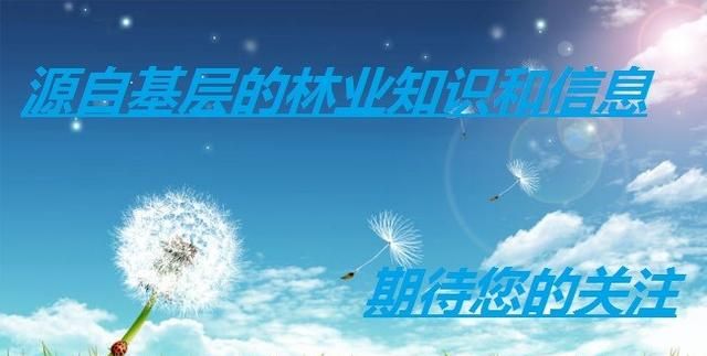 农村树林里常见的桐籽有什么用呢图18