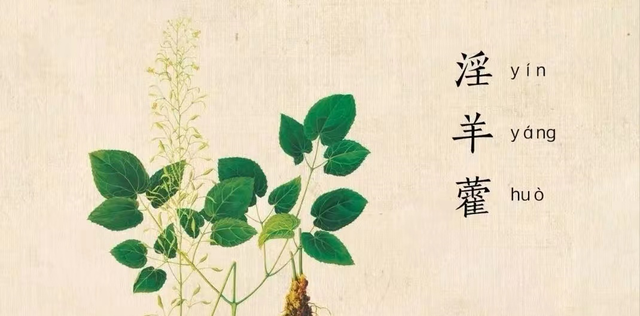 每日一味抗癌中药——淫羊藿，补肾阳效佳！用于阳虚及肾虚型肿瘤