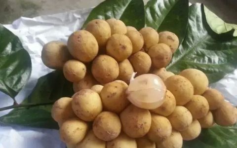 南方的特产水果有哪些(南方人买水果和北方人买水果区别)