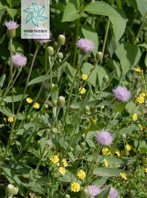 小蓟草价格,大量收购泥尾草图1