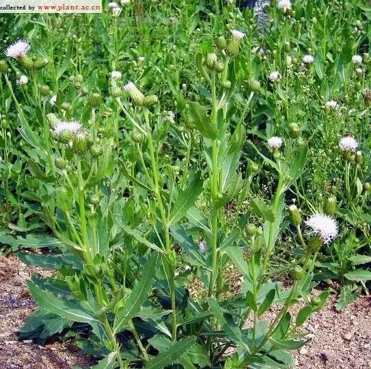 小蓟草价格,大量收购泥尾草图2