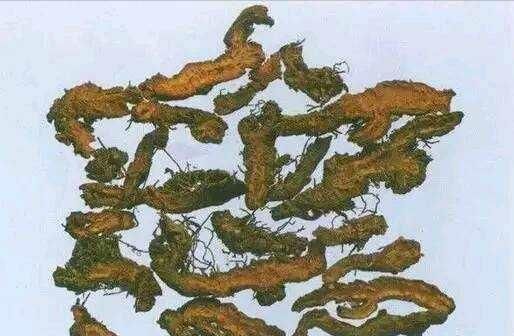 中药小知识——你所不知道的黄连
