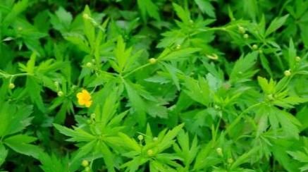 植物-毛茛，治疟疾，黄疸，偏头痛