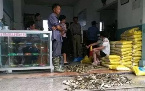 如何最有效处理蓝藻