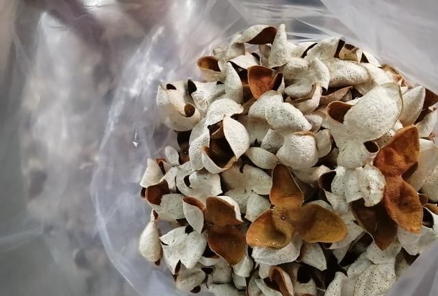 橘皮有什么药用价值图1