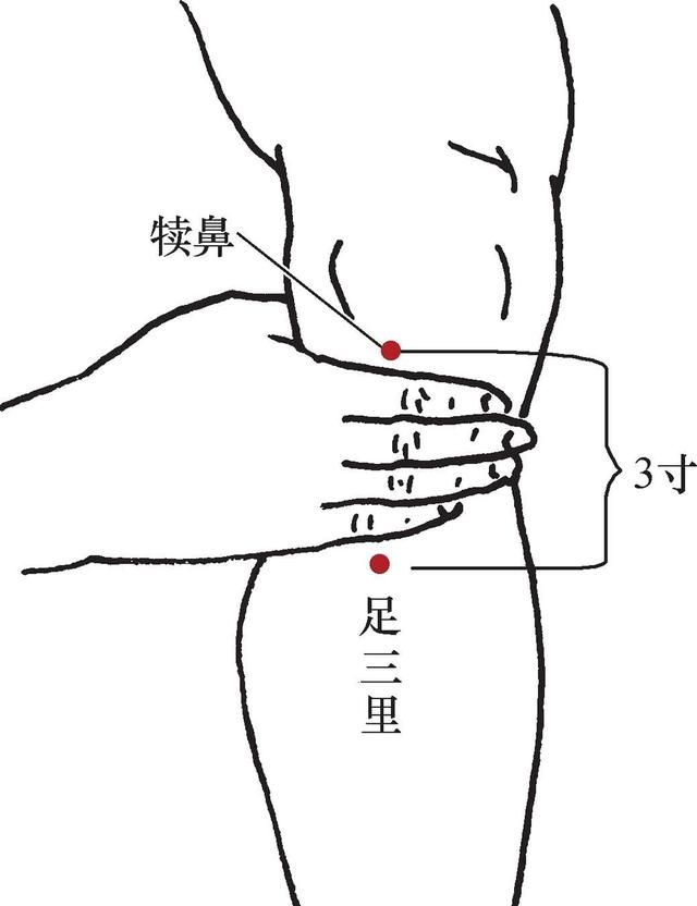 国医大师吕景山对穴：调和肠胃理气止痛类 手三里—足三里