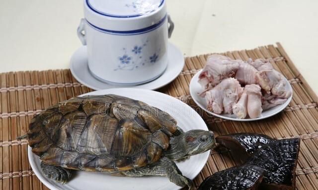 什么龟肉的营养最高图6