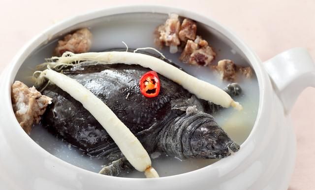 什么龟肉的营养最高图7