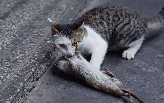 猫咪有哪些用处(猫咪看起来很萌的肉垫有什么用处)图4
