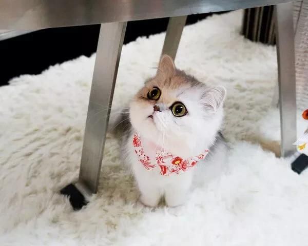 猫咪有哪些用处(猫咪看起来很萌的肉垫有什么用处)图5