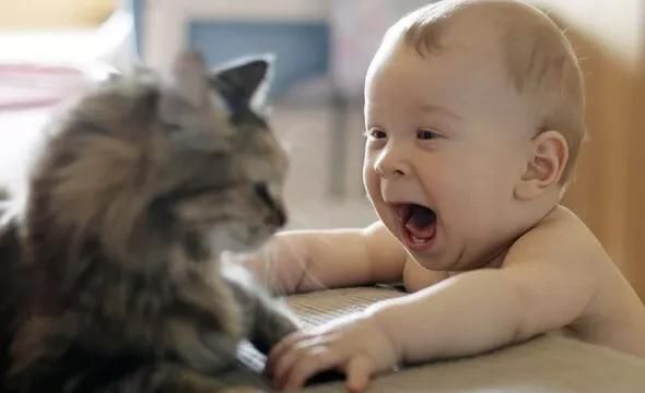 猫咪有哪些用处(猫咪看起来很萌的肉垫有什么用处)图6