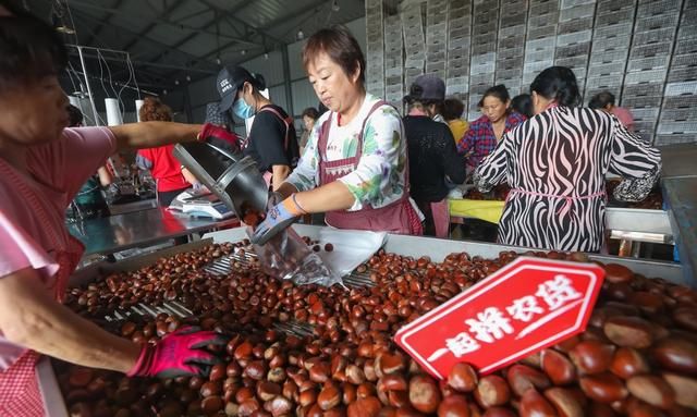 追栗人：立足罗田，打通中国板栗产业链