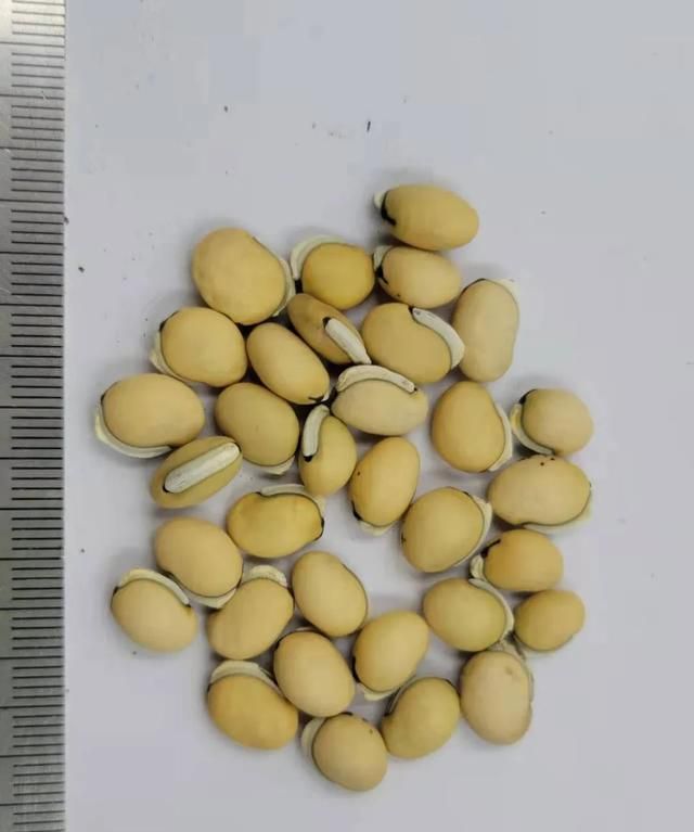 芳草百味 | 你知道吗，扁豆的种子也可以入药喔！