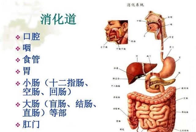 人体小肠的作用和功能是什么(大小肠的功能和作用)图3