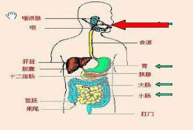 酸奶代替主餐？不可行，带你认识真正的酸奶减肥