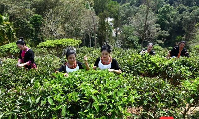 果然有种│绿水青山 海南茶香①：琼茶“图鉴”，你最爱哪一款？