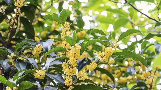 桂花酿酒的功效与作用,桂花水泡酒有什么好处图4