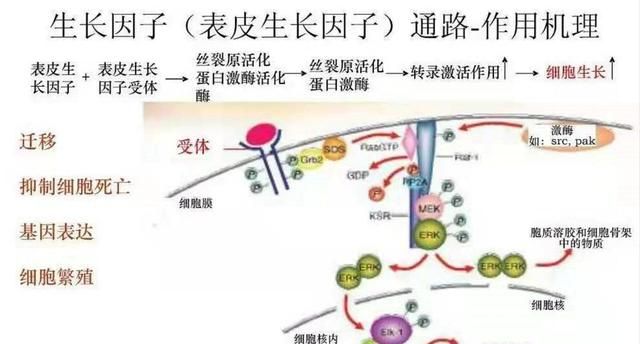 燕窝与银耳的功效一样吗(银耳燕窝的做法及功效)图4