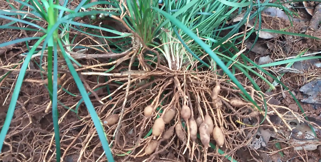 野生的麦冬太珍贵，挖点回家泡茶喝，精力充沛，老婆直夸我