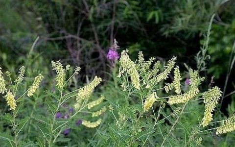 黄芪如何种植,黄芪种植