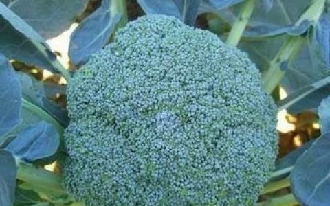 花菜的功效与作用及禁忌(花菜的营养价值及功效与禁忌)