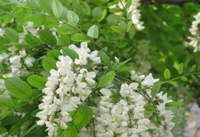 有哪些植物花是可以吃的怎样烹饪图7